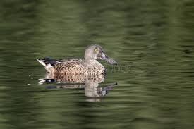 Attēlu rezultāti vaicājumam “Anas clypeata male”