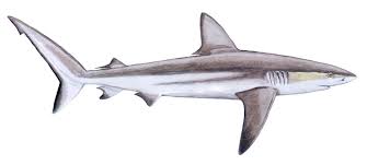 Image result for Carcharhinus
