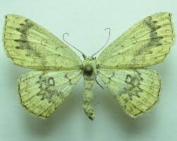 Attēlu rezultāti vaicājumam “Cyclophora annularia”