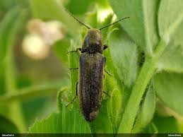 Attēlu rezultāti vaicājumam “Cidnopus aeruginosus”