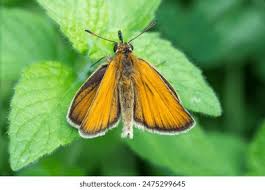 Attēlu rezultāti vaicājumam “Thymelicus lineola male”