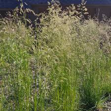 Attēlu rezultāti vaicājumam “Deschampsia cespitosa”