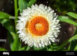 Image result for Helichrysum bracteatum