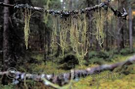 Attēlu rezultāti vaicājumam “Evernia divaricata”