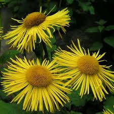Image result for Inula helenium