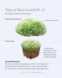 Attēlu rezultāti vaicājumam “Acrocarpous mosses”
