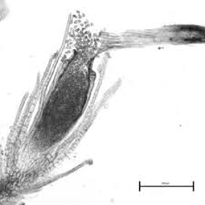 Attēlu rezultāti vaicājumam “Gymnostomum calcareum macro”