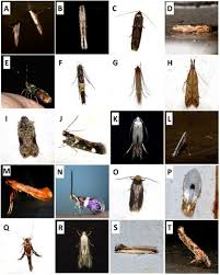 Attēlu rezultāti vaicājumam “Argyresthiidae”