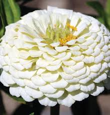 Image result for Zinnia elegans