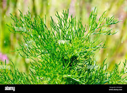 Attēlu rezultāti vaicājumam “Tripleurospermum inodorum leaf”