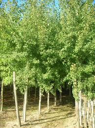 Attēlu rezultāti vaicājumam “Populus tremula”