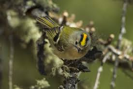 Attēlu rezultāti vaicājumam “Regulus regulus”