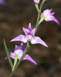 Attēlu rezultāti vaicājumam “Cephalanthera rubra leaf”