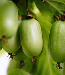 Attēlu rezultāti vaicājumam “Actinidia kolomikta”