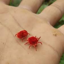 Attēlu rezultāti vaicājumam “Trombidiidae”