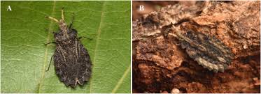 Attēlu rezultāti vaicājumam “Aradus betulae”