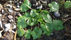 Attēlu rezultāti vaicājumam “Ficaria verna leaf”