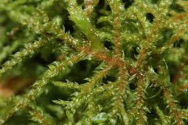 Attēlu rezultāti vaicājumam “Hylocomiastrum umbratum”