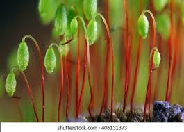 Attēlu rezultāti vaicājumam “Pohlia”