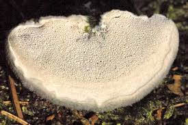 Attēlu rezultāti vaicājumam “Leptoporus mollis”