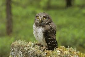 Attēlu rezultāti vaicājumam “Glaucidium passerinum adult”