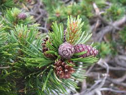 Attēlu rezultāti vaicājumam “Pinus mugo male flower”