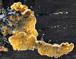 Attēlu rezultāti vaicājumam “Pseudomerulius aureus”