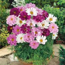 Image result for Cosmos bipinnatus `Double Click`