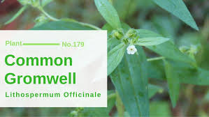 Attēlu rezultāti vaicājumam “Lithospermum officinale”