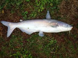 Image result for Ictalurus furcatus