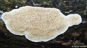 Attēlu rezultāti vaicājumam “Irpex lacteus”