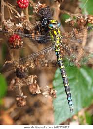 Attēlu rezultāti vaicājumam “Aeshnidae”