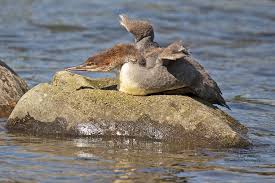 Attēlu rezultāti vaicājumam “Mergus merganser juvenile”
