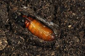 Attēlu rezultāti vaicājumam “Cucullia verbasci larva”