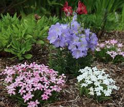 Image result for Campanula persicifolia