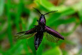 Attēlu rezultāti vaicājumam “Ctenicera pectinicornis male”