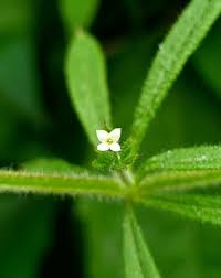 Image result for Galium aparine