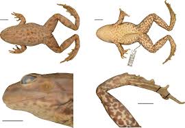 Attēlu rezultāti vaicājumam “Pelophylax adult”
