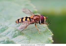 Attēlu rezultāti vaicājumam “Eupeodes corollae”