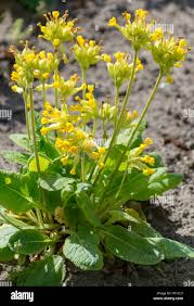 Image result for Himmelschlüssel