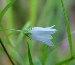 Image result for Campanula affinis