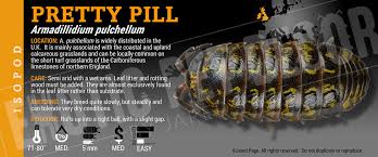 Attēlu rezultāti vaicājumam “Armadillidium pulchellum”