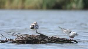 Attēlu rezultāti vaicājumam “Sterna hirundo adult”