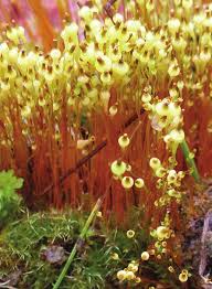 Attēlu rezultāti vaicājumam “Splachnum ampullaceum sporophyte”