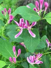 Attēlu rezultāti vaicājumam “Lonicera tatarica leaf”
