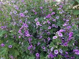 Image result for Malva sylvestris 'Zebrina'