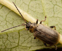 Attēlu rezultāti vaicājumam “Lochmaea caprea”