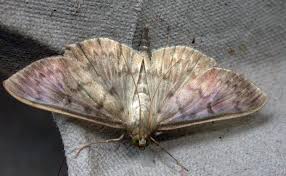 Attēlu rezultāti vaicājumam “Pleuroptya ruralis”