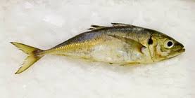 Image result for Trachurus trachurus