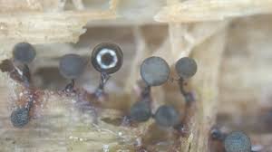 Attēlu rezultāti vaicājumam “Collaria arcyrionema young”